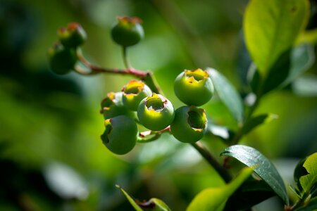 Ripening process green berries berries