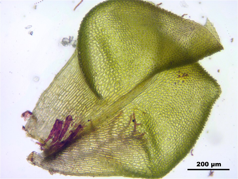 Paludella squarrosa