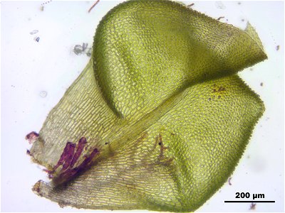 Paludella squarrosa