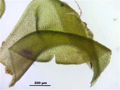 Paludella squarrosa