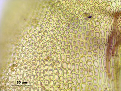 Paludella squarrosa