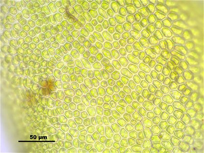 Paludella squarrosa