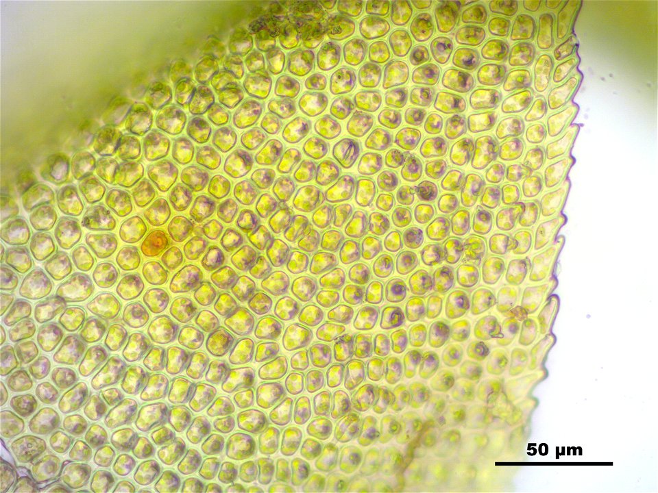 Paludella squarrosa