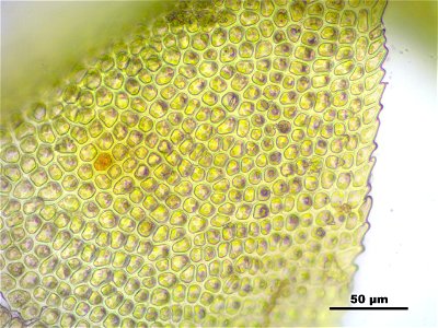 Paludella squarrosa