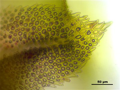 Paludella squarrosa