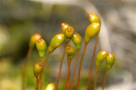Meesia uliginosa