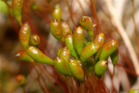 Meesia uliginosa