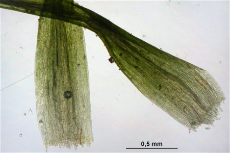 Meesia uliginosa