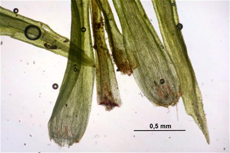 Meesia uliginosa
