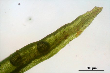 Meesia uliginosa