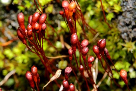 Meesia uliginosa