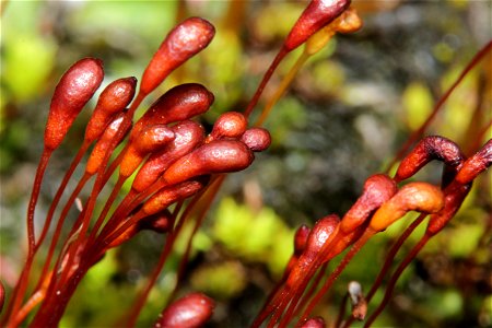 Meesia uliginosa