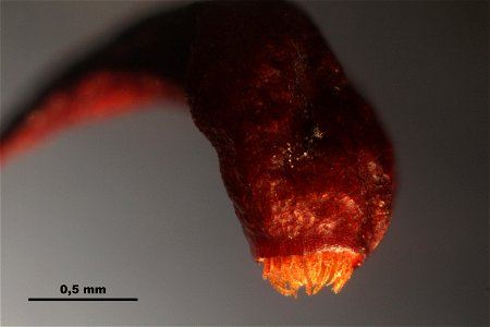 Meesia uliginosa