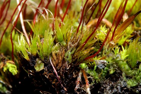 Meesia uliginosa