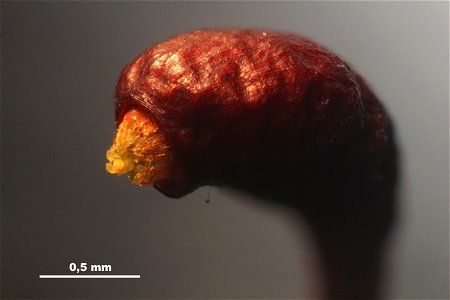 Meesia uliginosa