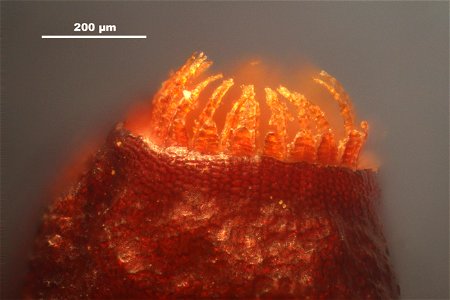 Meesia uliginosa