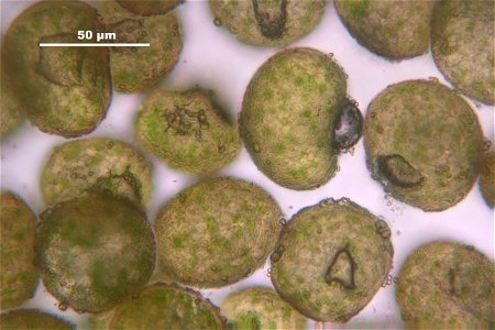 Meesia uliginosa
