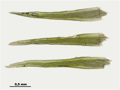 Meesia uliginosa