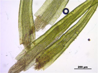 Meesia uliginosa