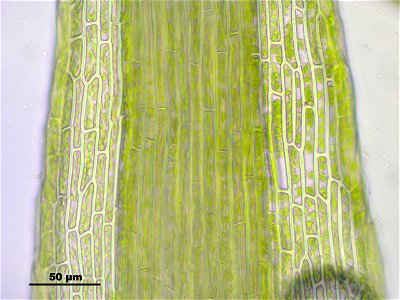 Meesia uliginosa