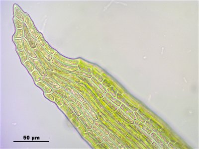 Meesia uliginosa