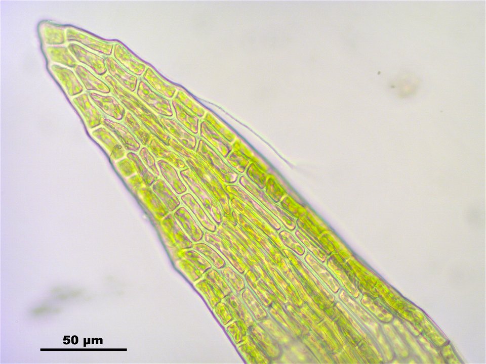 Meesia uliginosa