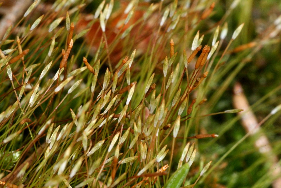 Tetraphis pellucida