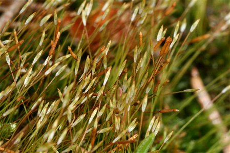 Tetraphis pellucida