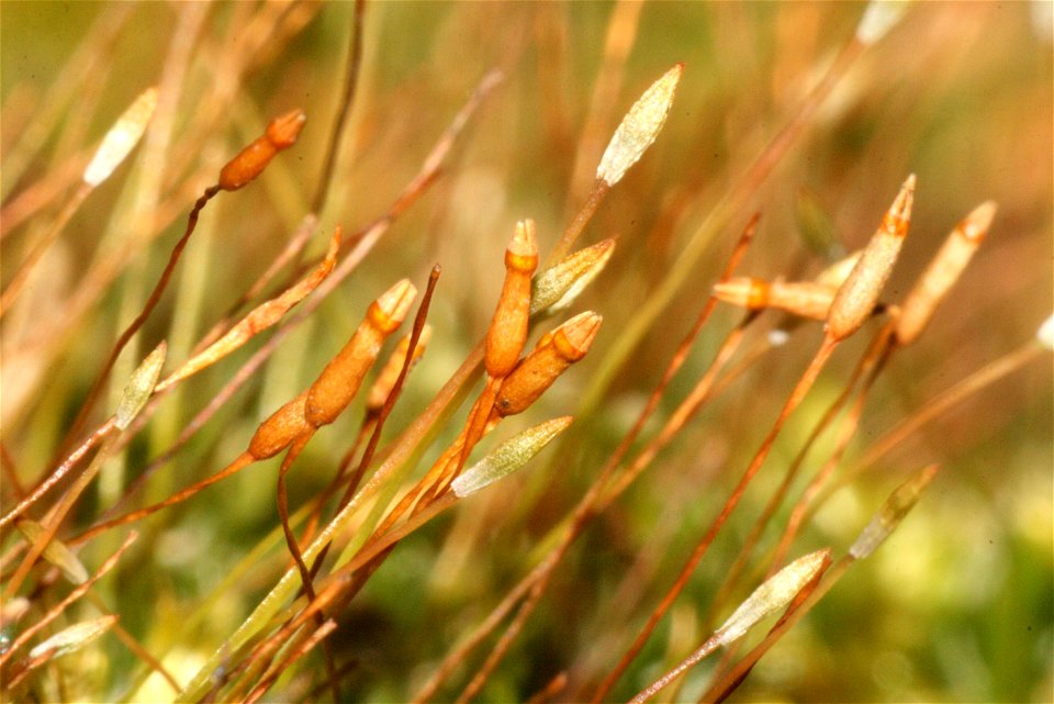 Tetraphis pellucida