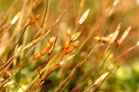 Tetraphis pellucida