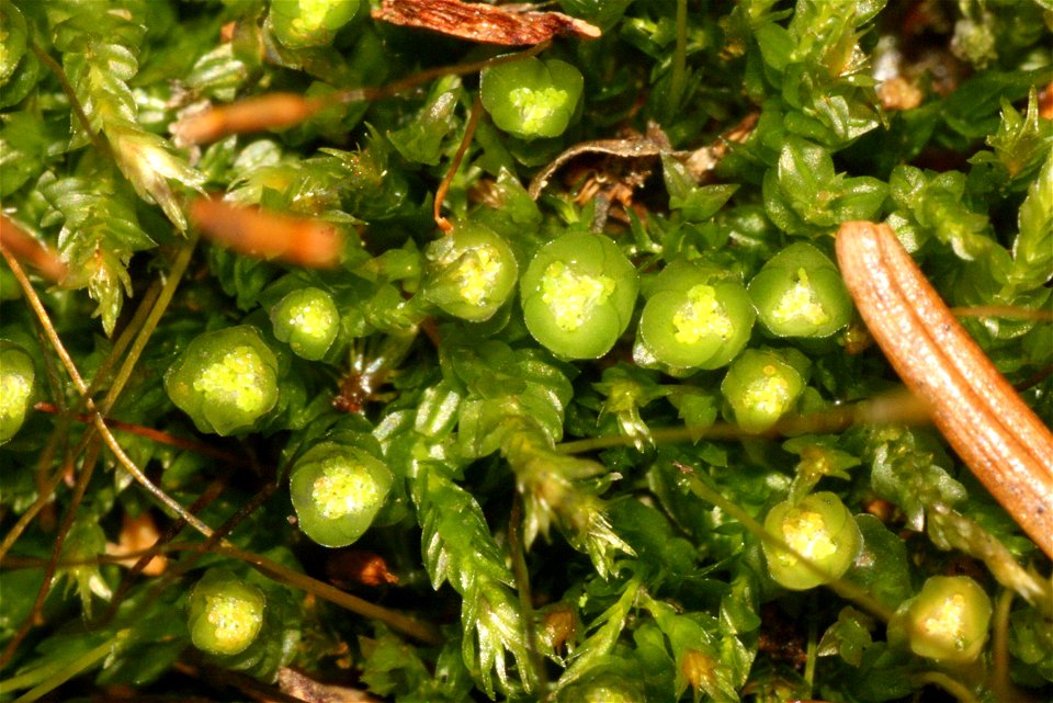 Tetraphis pellucida