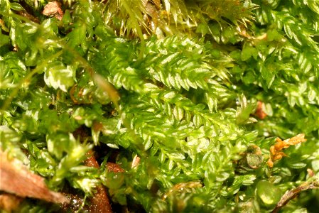 Tetraphis pellucida