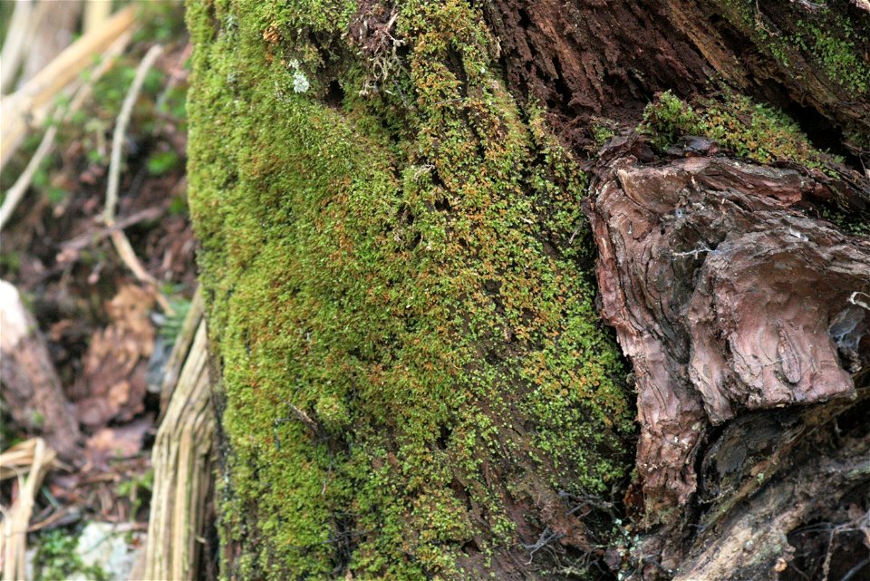 Tetraphis pellucida