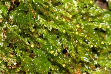 Tetraphis pellucida
