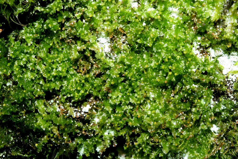 Tetraphis pellucida