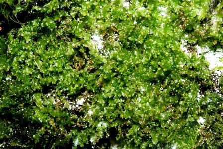 Tetraphis pellucida