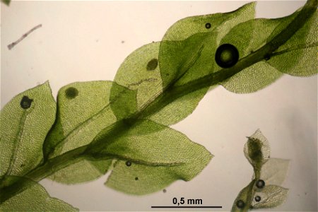 Tetraphis pellucida