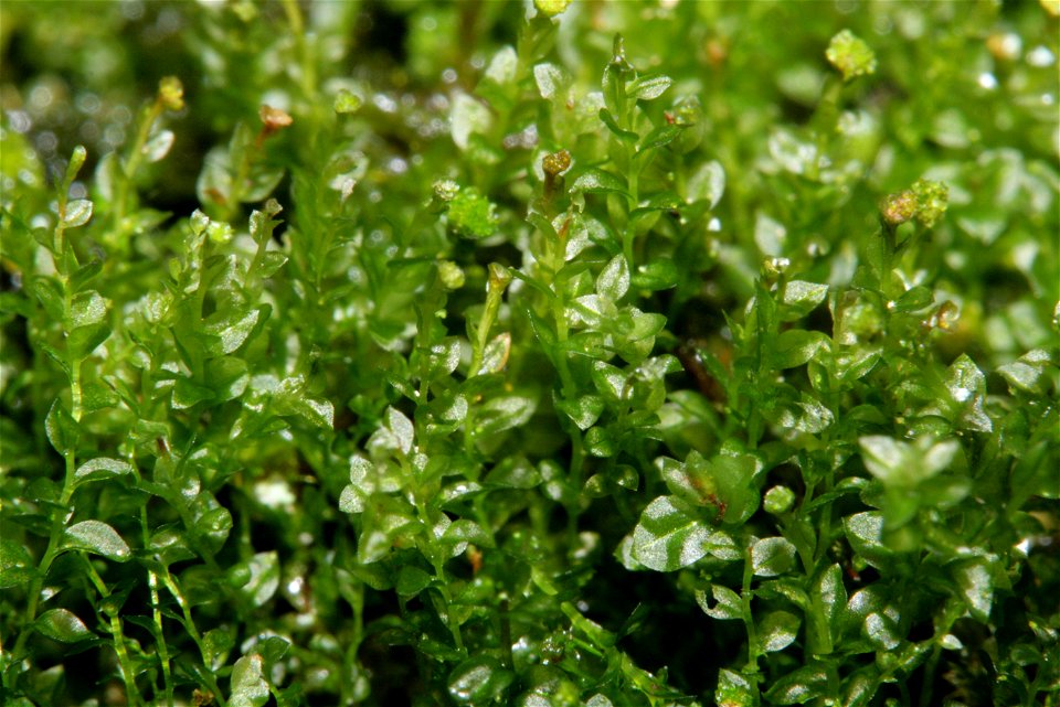 Tetraphis pellucida