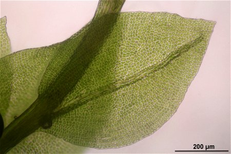 Tetraphis pellucida