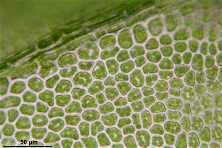 Tetraphis pellucida