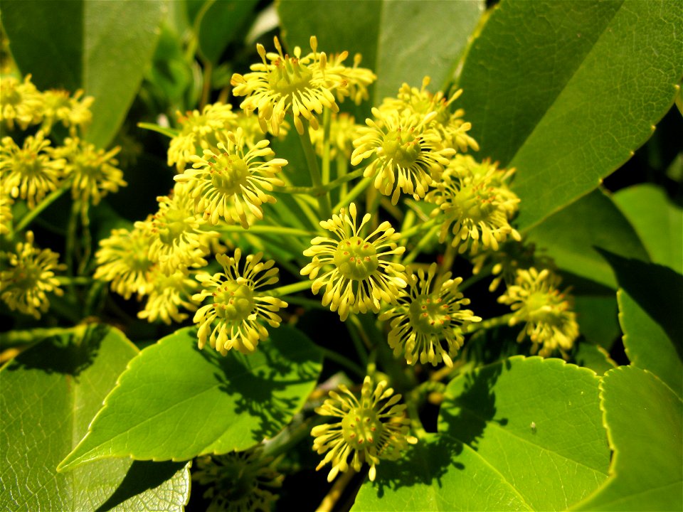 Trochodendron aralioides,Flowers,Aizu area,Fukushima pref.,Japan