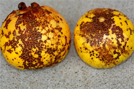 Flickr description

Pathogen: Cephaleuros parasiticus | Location: Hilo, Hawaii