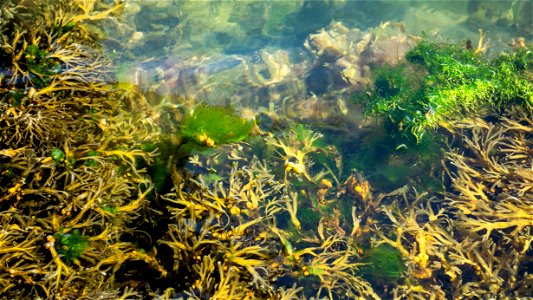 Bladder wrack (Fucus vesiculosus) and green gut weed (Ulva intestinalis) in Sämstad Harbor, Lysekil Municipality, Sweden.