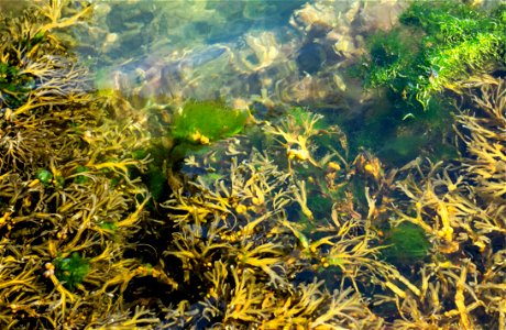 Bladder wrack (Fucus vesiculosus) and green gut weed (Ulva intestinalis) in Sämstad Harbor, Lysekil Municipality, Sweden. photo