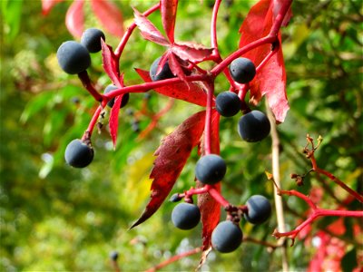 Jungfernrebe (Parthenocissus quinquefolia) am Staden in Saarbrücken