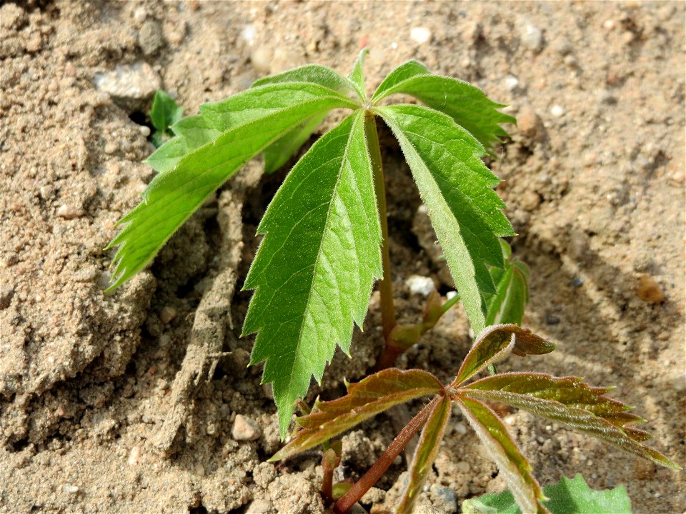 Selbstkletternde Jungfernrebe (Parthenocissus quinquefolia) in Hockenheim