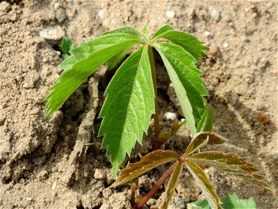 Selbstkletternde Jungfernrebe (Parthenocissus quinquefolia) in Hockenheim