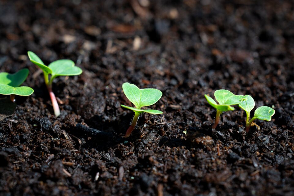 Thrive grow garden