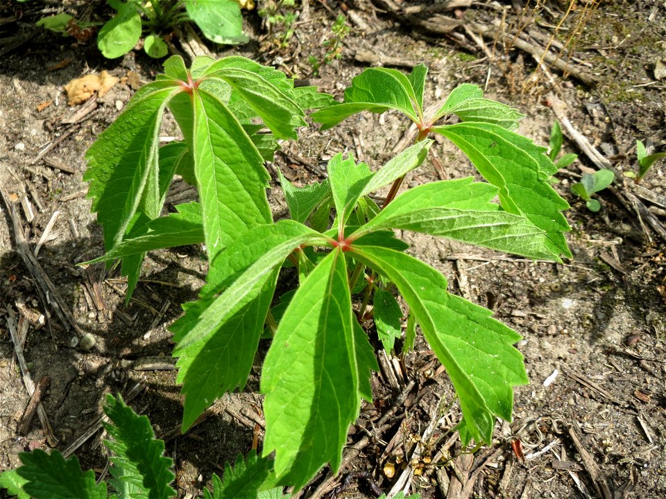 Selbstkletternde Jungfernrebe (Parthenocissus quinquefolia) im Schwetzinger Hardt