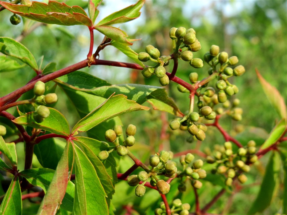Selbstkletternde Jungfernrebe (Parthenocissus quinquefolia) in Hockenheim
